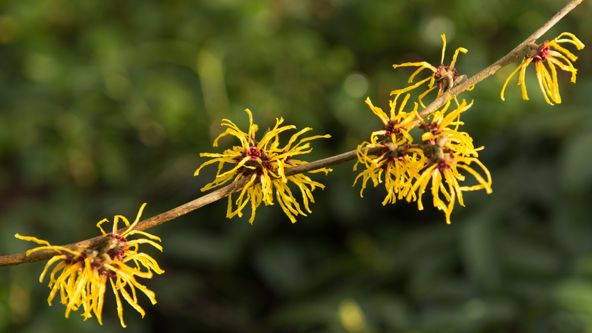 Hamamelis x intermedia 'Barmstedt Gold' bloem