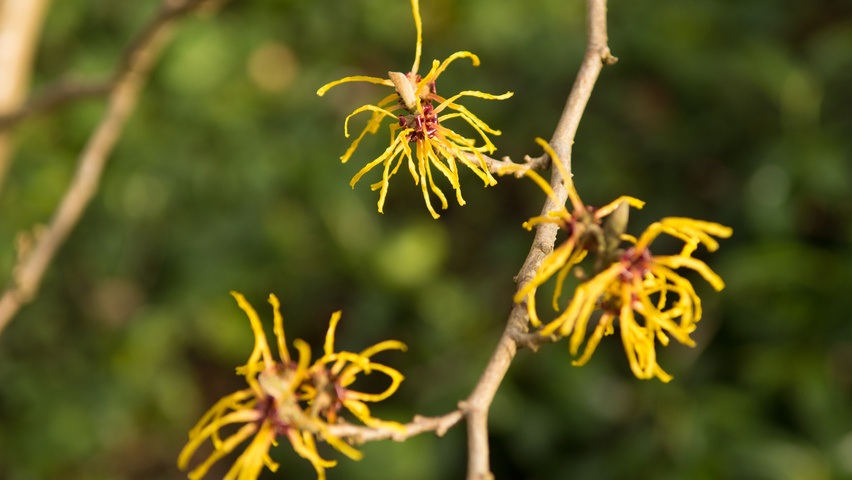 Hamamelis x intermedia 'Barmstedt Gold' bloem
