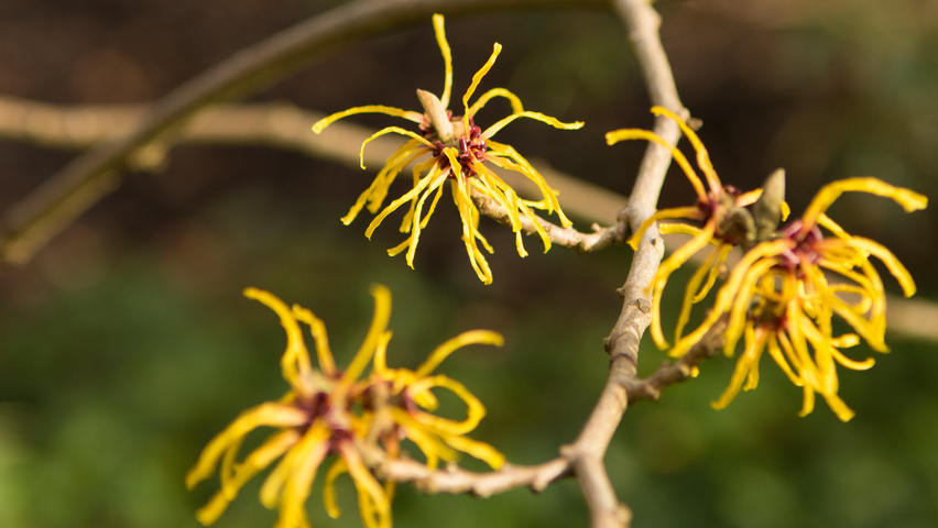 Hamamelis x intermedia 'Barmstedt Gold' bloem