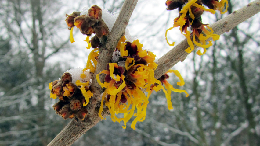 Hamamelis x intermedia 'Barmstedt Gold' bloem