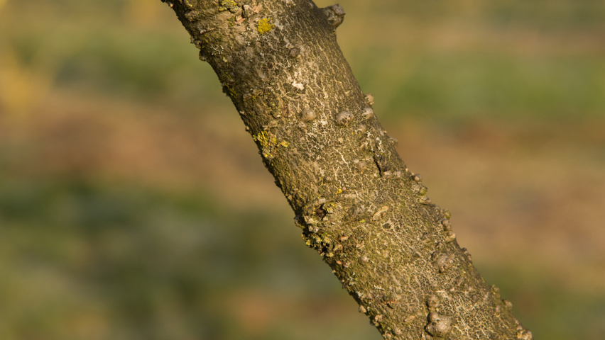 Hamamelis x intermedia 'Diane' kora