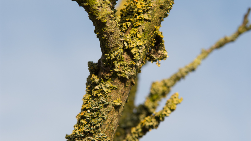 Hamamelis x intermedia 'Diane' kora