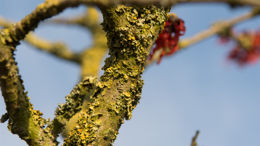 Hamamelis x intermedia 'Diane' kora
