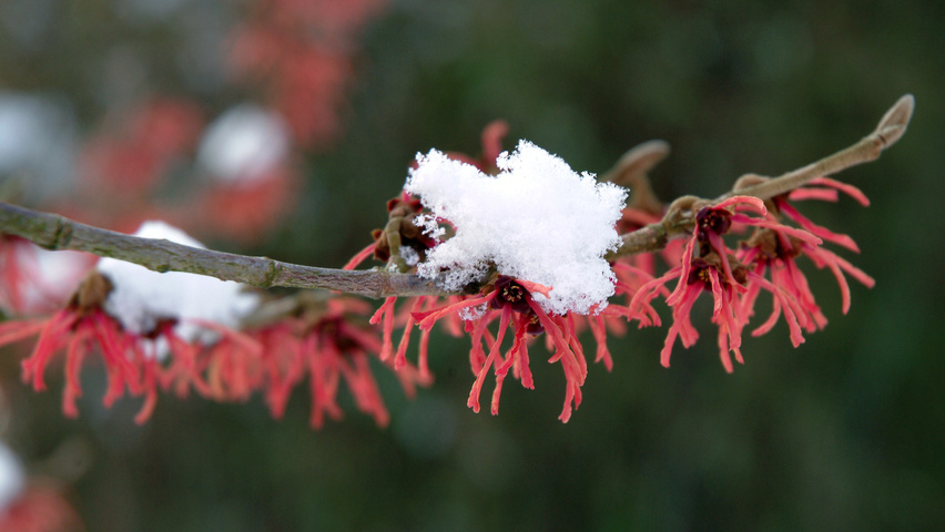 Hamamelis x intermedia 'Diane' kwiaty