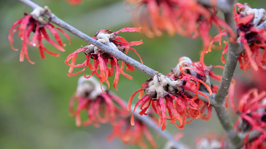 Hamamelis x intermedia 'Diane' kwiaty