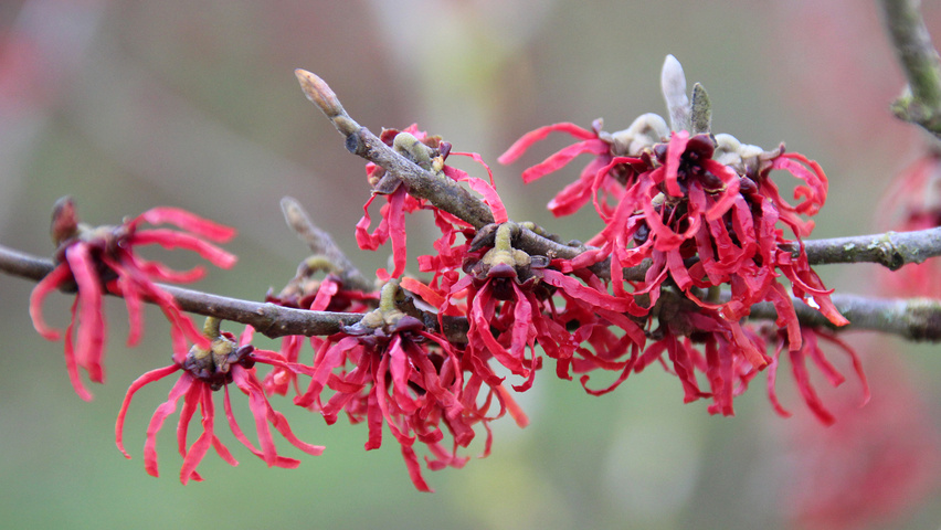 Hamamelis x intermedia 'Diane' kwiaty