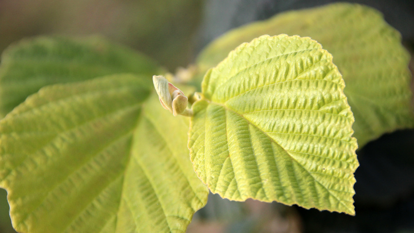 Hamamelis x intermedia 'Diane' liście