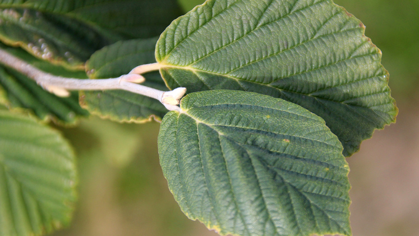 Hamamelis x intermedia 'Diane' liście