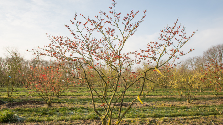 Hamamelis x intermedia 'Diane' wielopniowy
