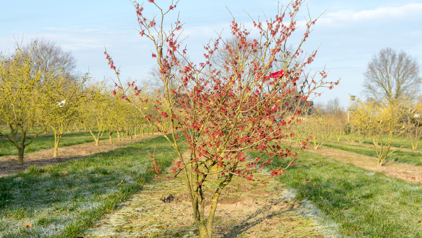 Hamamelis x intermedia 'Diane' wielopniowy