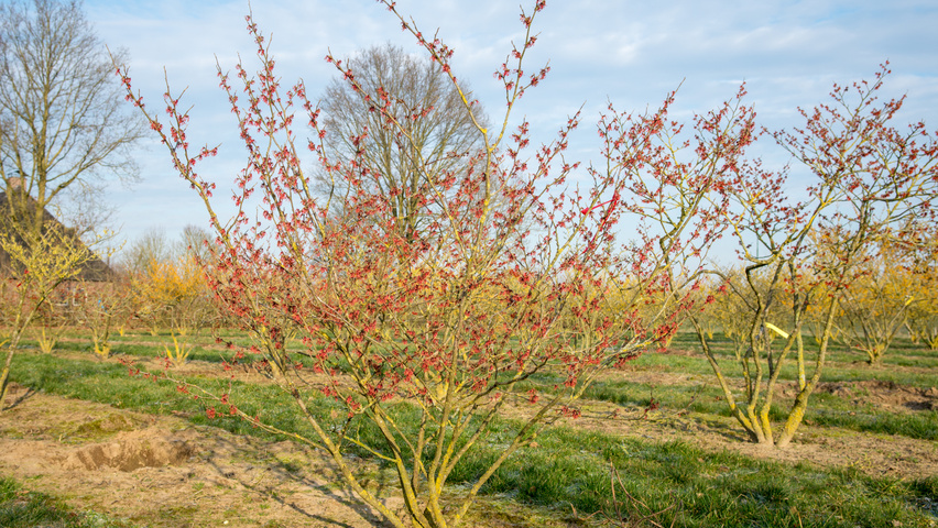 Hamamelis x intermedia 'Diane' wielopniowy