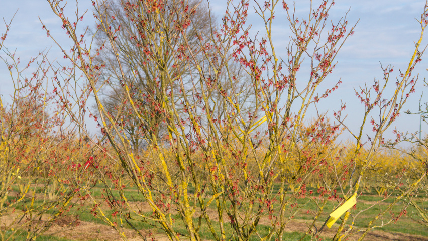 Hamamelis x intermedia 'Diane' wielopniowy