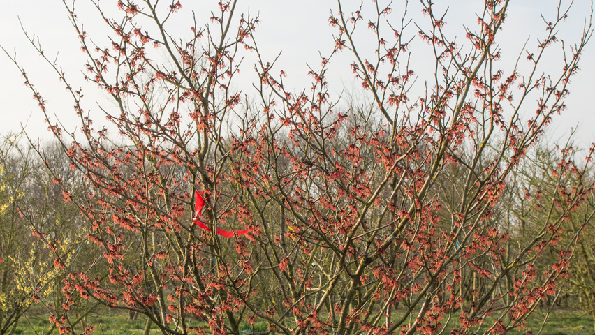 Hamamelis x intermedia 'Diane' wielopniowy