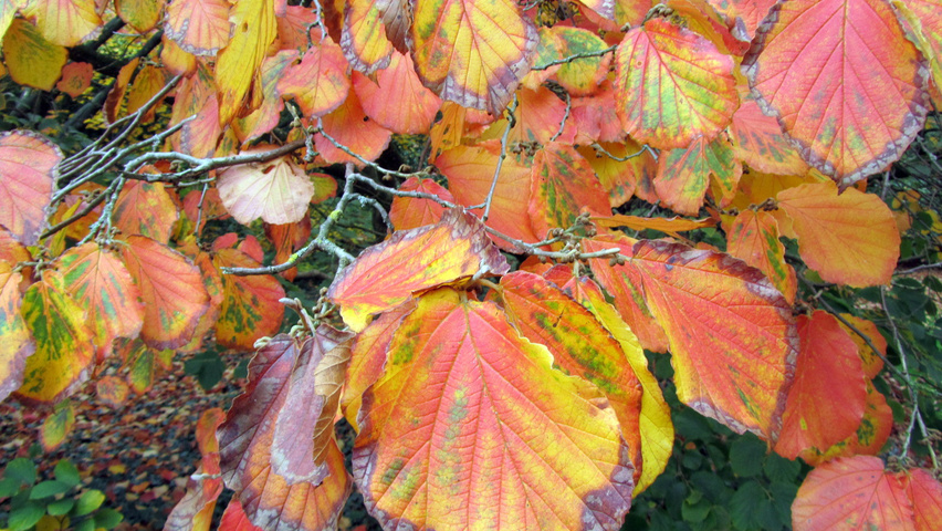 Hamamelis x intermedia 'Feuerzauber' осенняя  листьев
