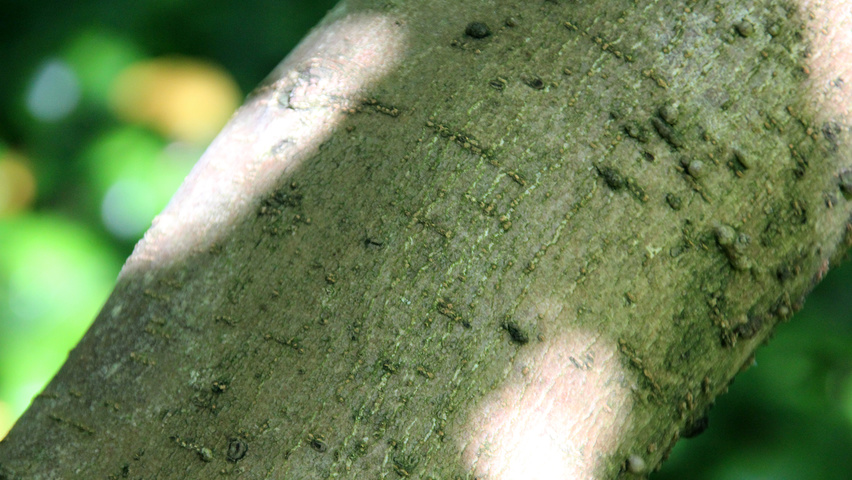 Hamamelis x intermedia 'Feuerzauber' кора