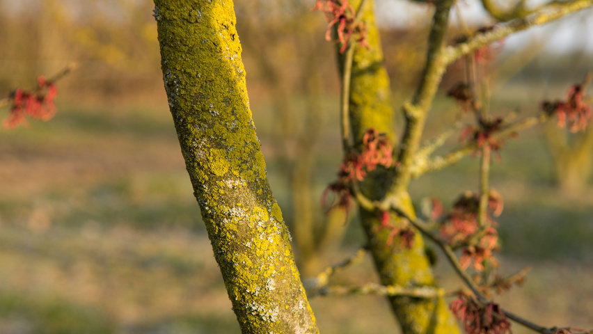 Hamamelis x intermedia 'Feuerzauber' кора