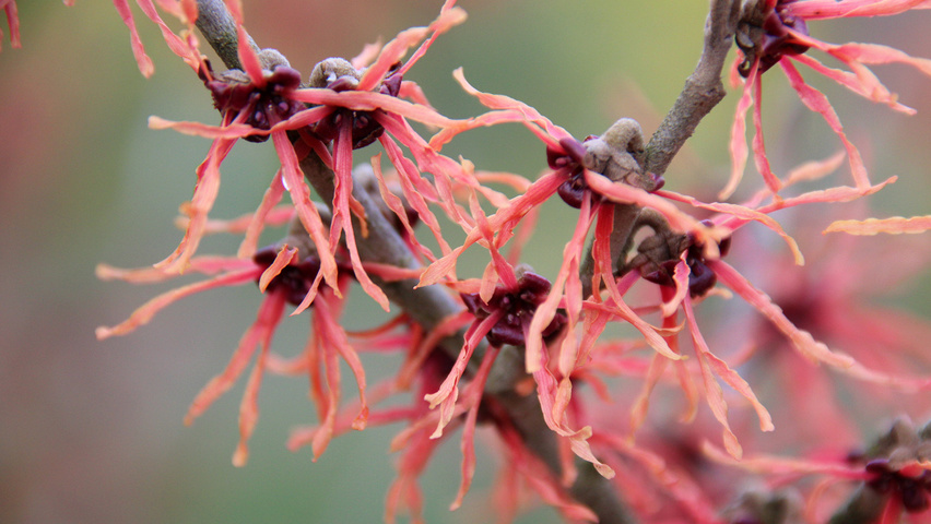 Hamamelis x intermedia 'Feuerzauber' цветки