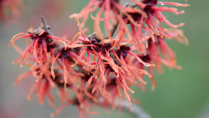 Hamamelis x intermedia 'Feuerzauber' цветки