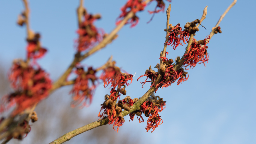 Hamamelis x intermedia 'Feuerzauber' цветки