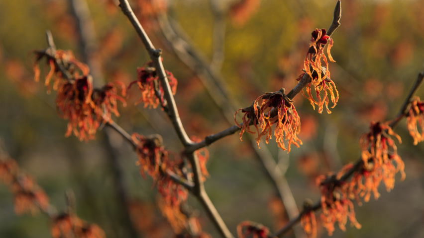 Hamamelis x intermedia 'Feuerzauber' цветки