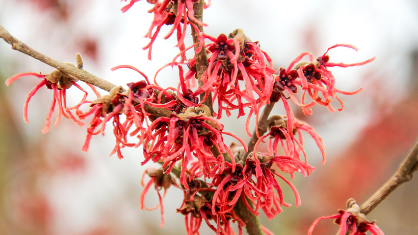 Hamamelis x intermedia 'Feuerzauber' цветки