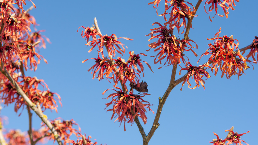 Hamamelis x intermedia 'Feuerzauber' цветки