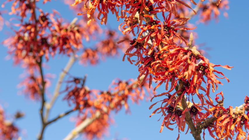 Hamamelis x intermedia 'Feuerzauber' цветки