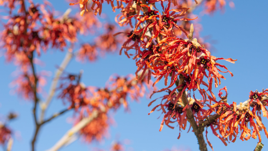 Hamamelis x intermedia 'Feuerzauber' цветки