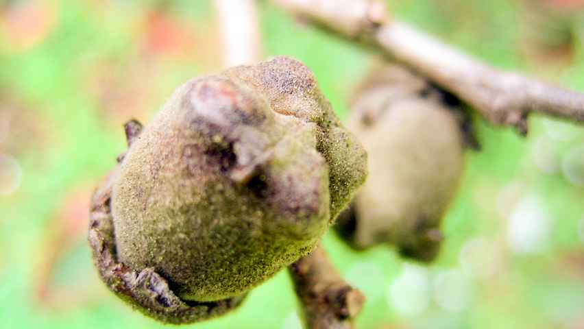 Hamamelis x intermedia 'Feuerzauber' плоды