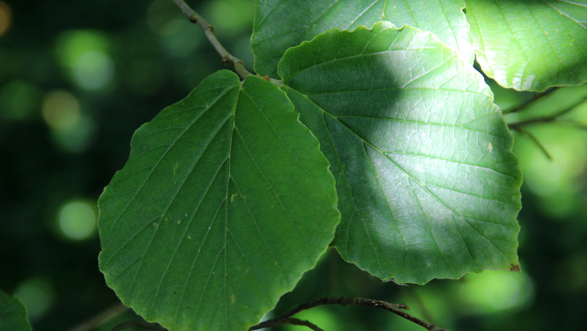 Hamamelis x intermedia 'Feuerzauber' листья
