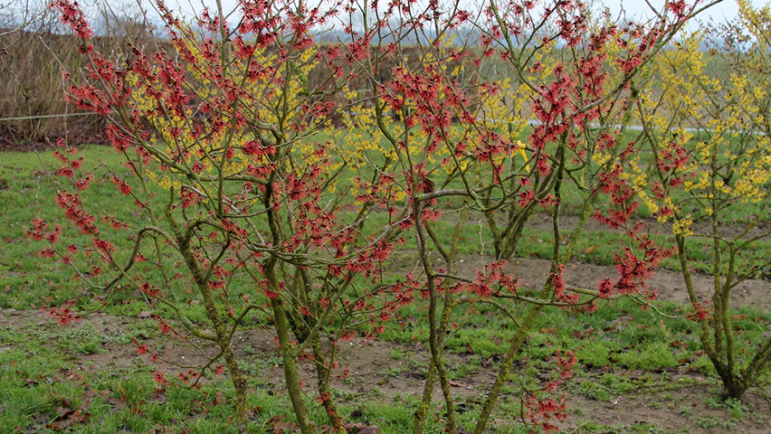 Hamamelis x intermedia 'Feuerzauber' Кустарники-солитеры