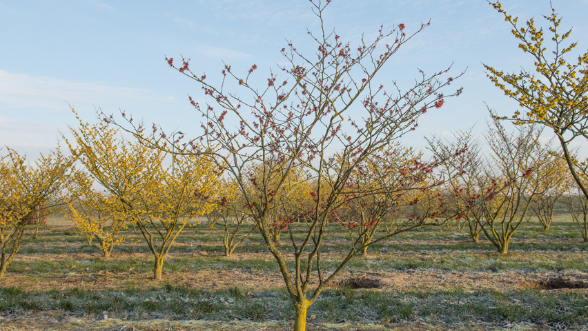Hamamelis x intermedia 'Feuerzauber' Кустарники-солитеры