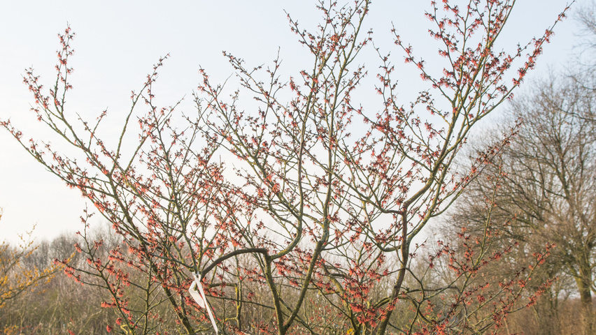 Hamamelis x intermedia 'Feuerzauber' Кустарники-солитеры