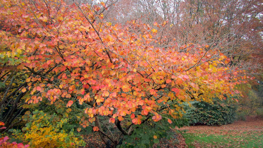 Hamamelis x intermedia 'Feuerzauber' Кустарники-солитеры