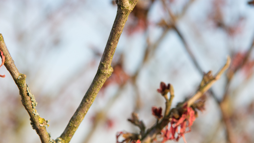 Hamamelis x intermedia 'Feuerzauber' ветви