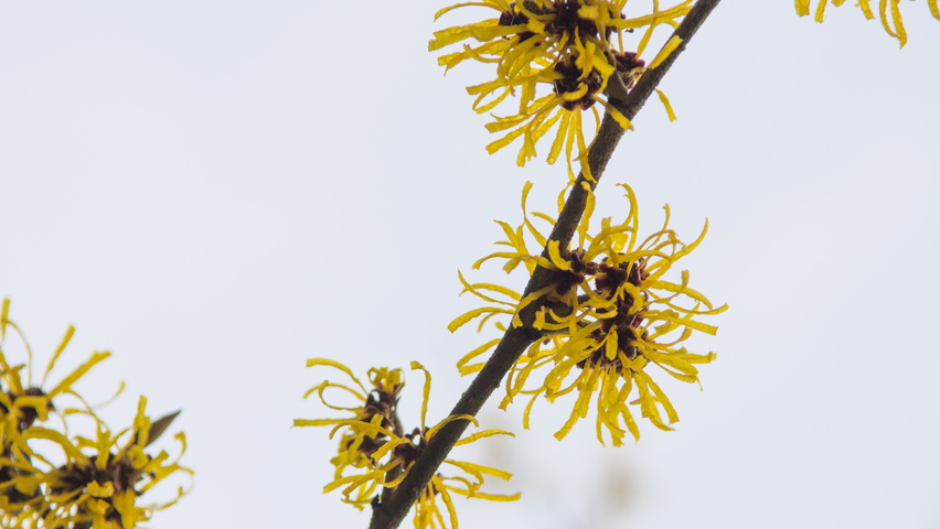 Hamamelis x intermedia Blumen