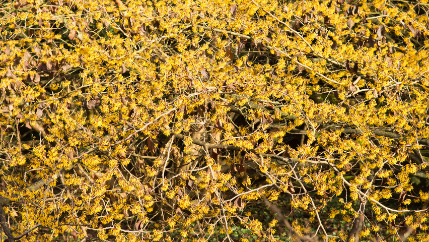 Hamamelis x intermedia Blumen