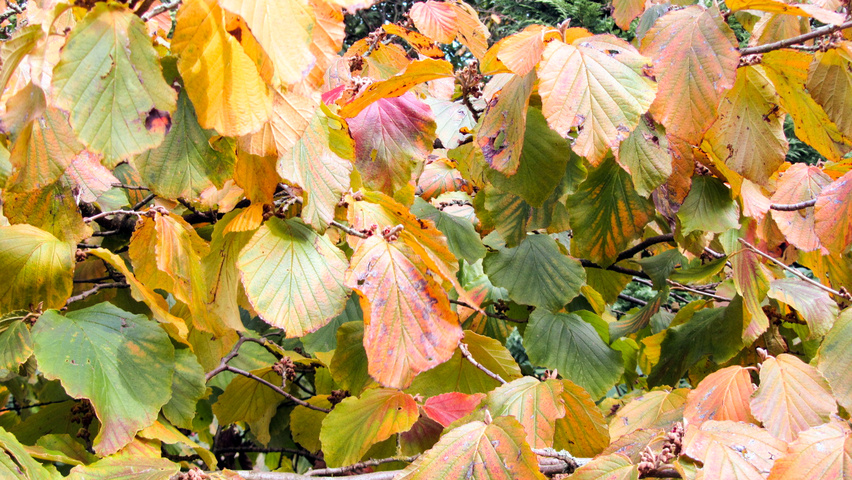Hamamelis x intermedia 'Jelena' herfstblad