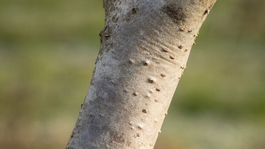Hamamelis x intermedia 'Jelena' bast