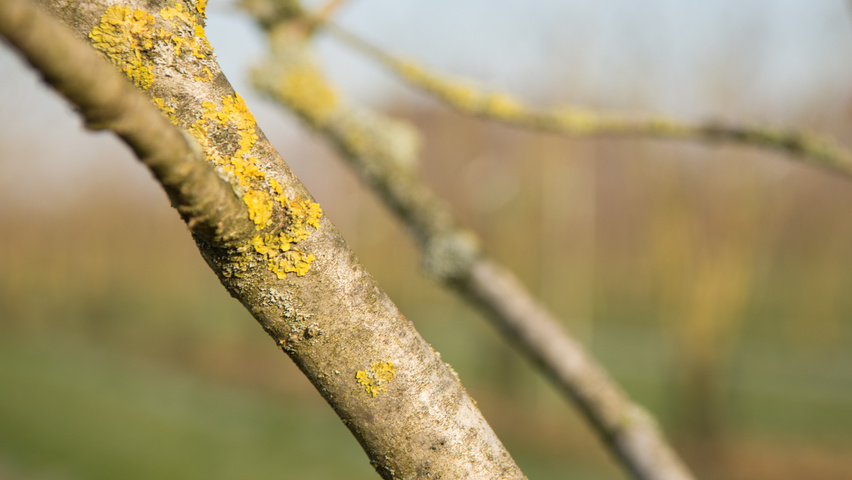 Hamamelis x intermedia 'Jelena' bast