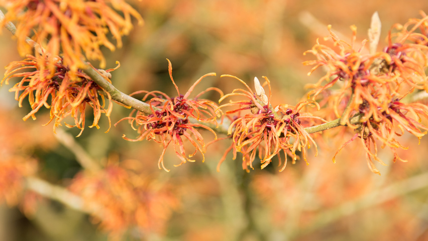 Hamamelis x intermedia 'Jelena' bloem