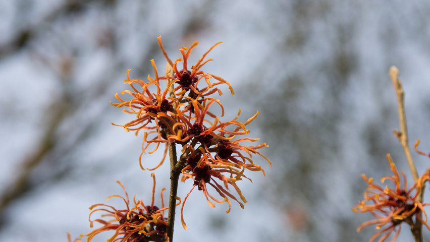 Hamamelis x intermedia 'Jelena' bloem