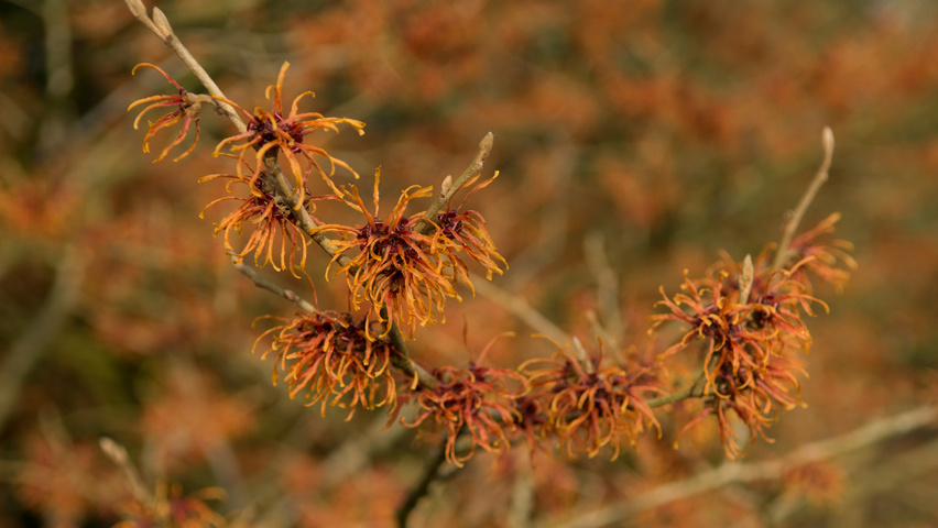 Hamamelis x intermedia 'Jelena' bloem