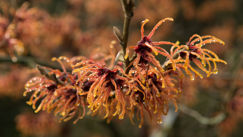 Hamamelis x intermedia 'Jelena' bloem