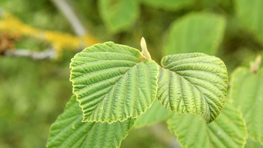 Hamamelis x intermedia 'Jelena' blad