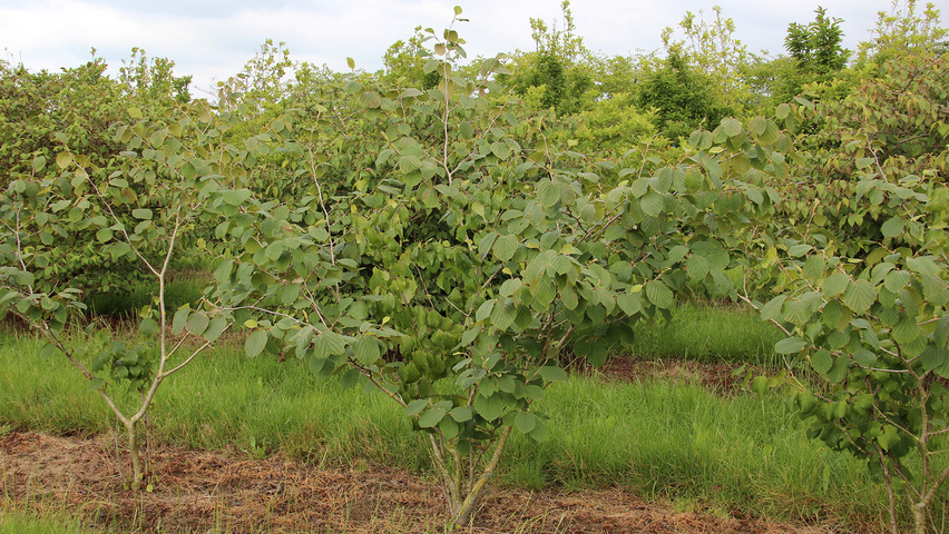 Hamamelis x intermedia 'Jelena' solitair heesters