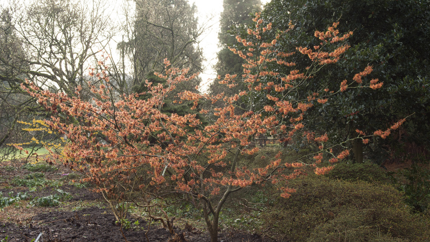Hamamelis x intermedia 'Jelena' solitair heesters