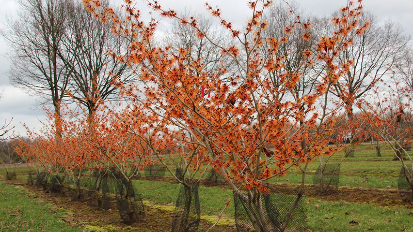 Hamamelis x intermedia 'Jelena' solitair heesters