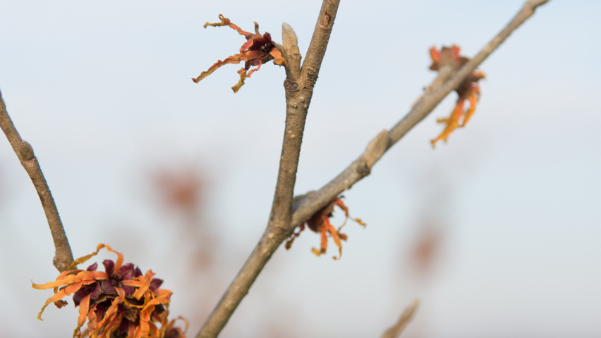 Hamamelis x intermedia 'Jelena' twijgen