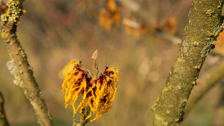 Hamamelis x intermedia 'Orange Beauty' kwiaty